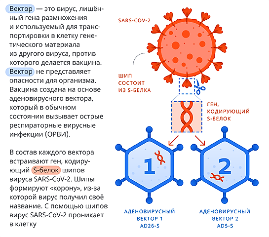 Вакцина вектор. Вакцинация в Москве