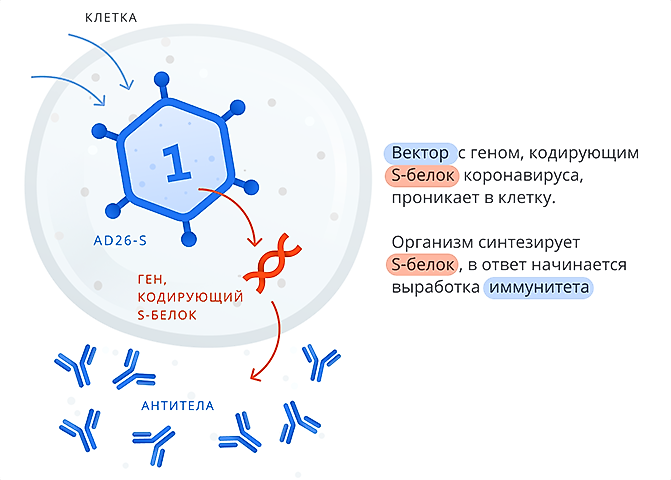 Вакцина  Гам Ковид Вак (Спутник V) против коронавирусной инфекции