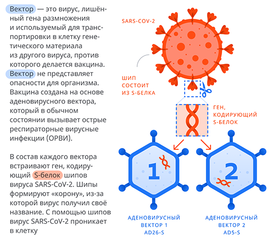 Вакцина вектор. Вакцинация в Москве