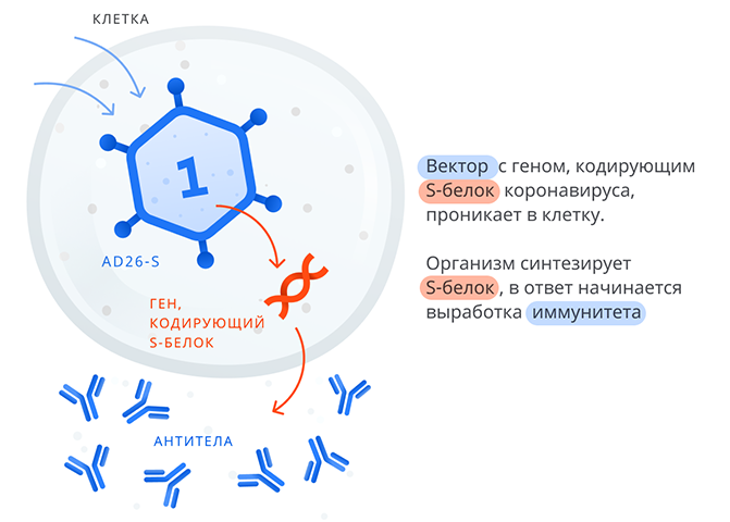 Вакцина  Гам Ковид Вак (Спутник V) против коронавирусной инфекции